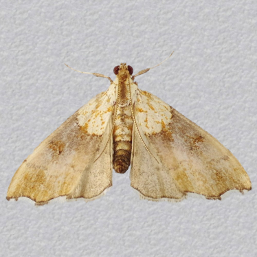 Top - 2