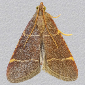 Image of Double-striped Tabby - Hypsopygia glaucinalis