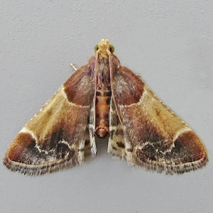 Image of Meal Moth - Pyralis farinalis