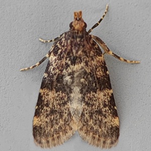 Image of Small Tabby - Aglossa caprealis