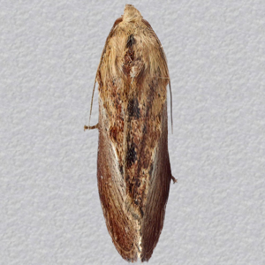 Image of Wax Moth - Galleria mellonella*