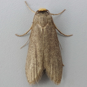 Image of Lesser Wax Moth - Achroia grisella