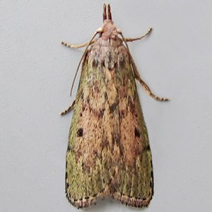 Image of Bee Moth - Aphomia sociella (Female)*
