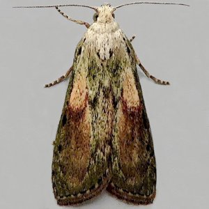 Image of Bee Moth - Aphomia sociella (Male)*