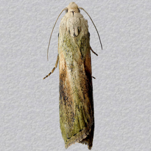 Image of Bee Moth - Aphomia sociella (Male)*