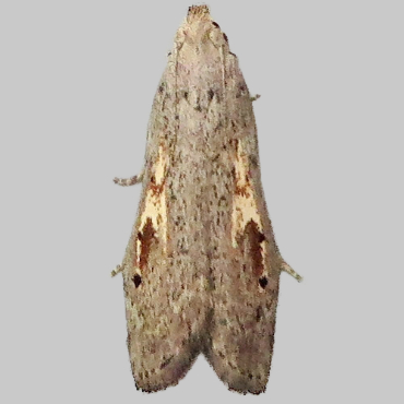 Picture of Stored Nut Moth - Paralipsa gularis*