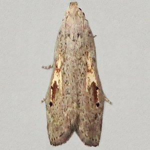 Image of Stored Nut Moth - Paralipsa gularis*