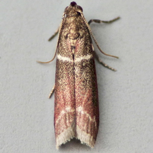 Image of Double-striped Knot-horn - Cryptoblabes bistriga*