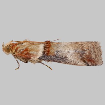 Picture of Scarce Oak Knot-horn - Acrobasis tumidana*