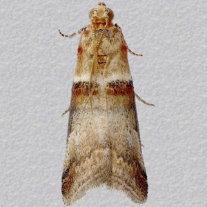 Image of Scarce Oak Knot-horn - Acrobasis tumidana*