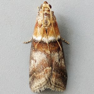 Image of Warted Knot-horn - Acrobasis repandana*