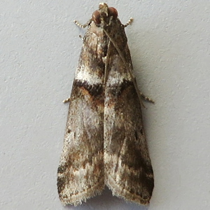 Image of Grey Oak Knot-horn - Acrobasis consociella*