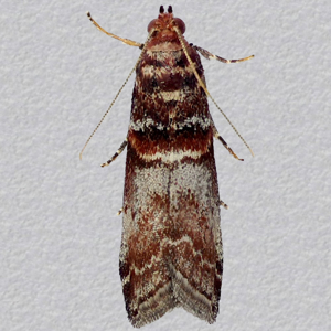 Image of Grey Knot-horn - Acrobasis advenella*