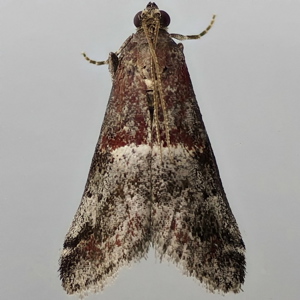 Image of Marbled Knot-horn - Acrobasis marmorea*