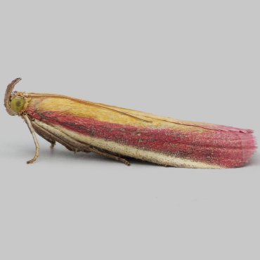 Picture of Rosy Knot-horn - Oncocera semirubella