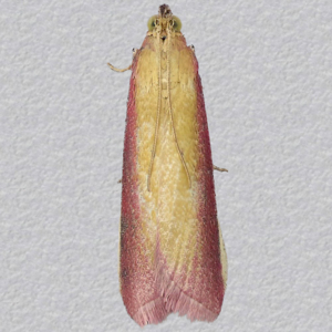 Image of Rosy Knot-horn - Oncocera semirubella