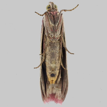 Alternate view