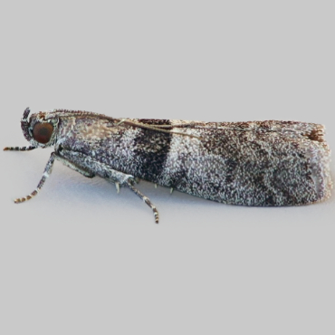 Picture of Elegia fallax