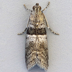 Image of Elegia fallax