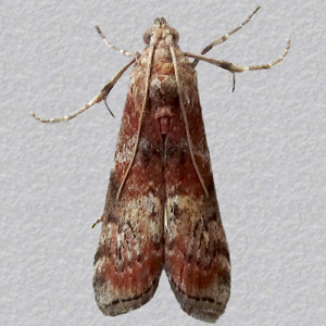 Image of Dotted Oak Knot-horn - Phycita roborella*