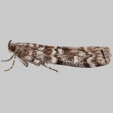 Picture of Dark Pine Knot-horn - Dioryctria abietella*