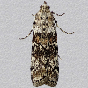 Image of Dark Pine Knot-horn - Dioryctria abietella*