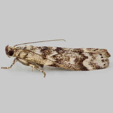 Picture of Spruce Knot-horn - Dioryctria schuetzeella*