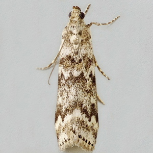 Image of Spruce Knot-horn - Dioryctria schuetzeella*