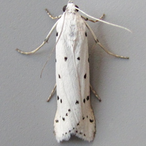 Image of Thistle Ermine - Myelois circumvoluta