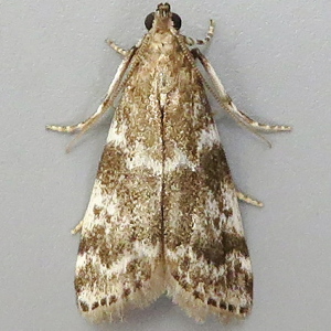 Image of Dark Spruce Knot-horn - Assara terebrella