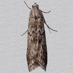 Image of Mediterranean Flour Moth - Ephestia kuehniella