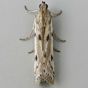 Image of Ermine Knot-horn - Phycitodes binaevella*