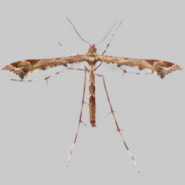 Picture of Beautiful Plume - Amblyptilia acanthadactyla