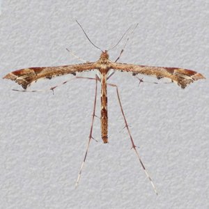 Image of Beautiful Plume - Amblyptilia acanthadactyla