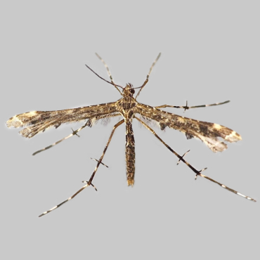 Picture of Brindled Plume - Amblyptilia punctidactyla