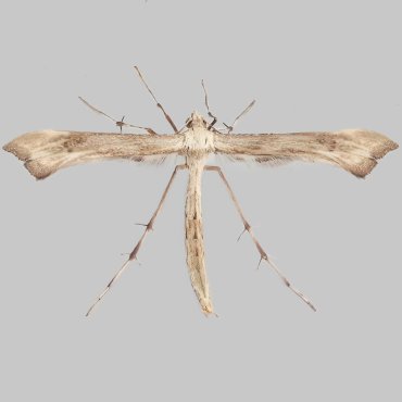 Picture of Hoary Plume - Platyptilia isodactylus*