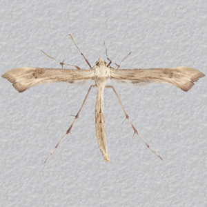 Image of Hoary Plume - Platyptilia isodactylus*