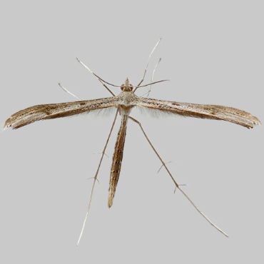 Picture of Dowdy Plume - Stenoptilia zophodactylus*