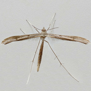 Image of Dowdy Plume - Stenoptilia zophodactylus*