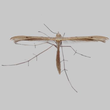 Picture of Twin-spot Plume - Stenoptilia bipunctidactyla*