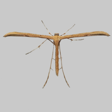 Picture of Brown Plume - Stenoptilia pterodactyla