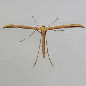 Image of Brown Plume - Stenoptilia pterodactyla