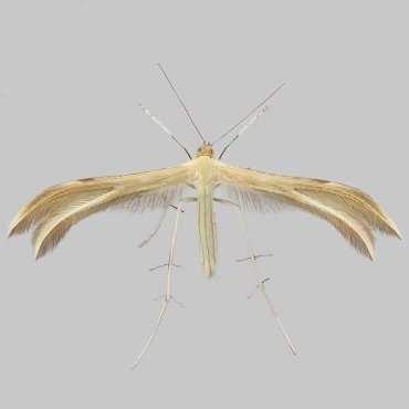 Picture of Dingy White Plume - Merrifieldia baliodactylus*