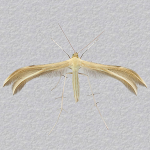 Image of Dingy White Plume - Merrifieldia baliodactylus*