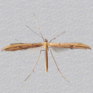 Image of Common Plume - Emmelina mondactyla