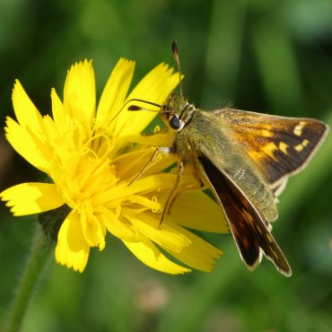 Picture of Silver-spotted Skipper - Hesperia comma