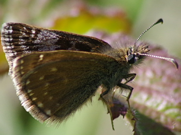 Left profile