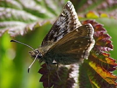 Right profile