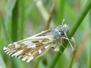 Left profile