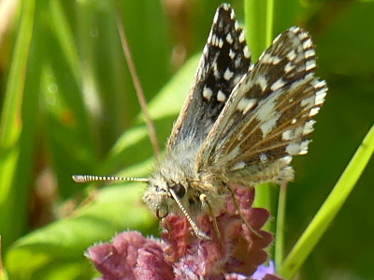 Right profile